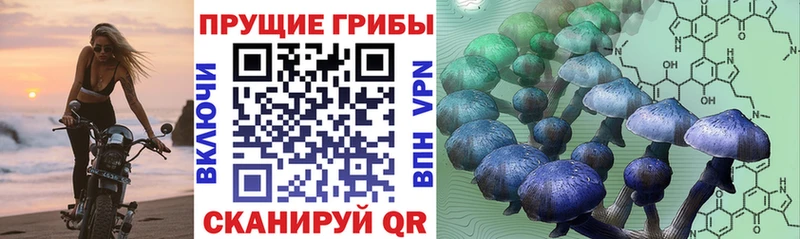 сайты даркнета как зайти Юрьевец Псилоцибиновые грибы мухоморы